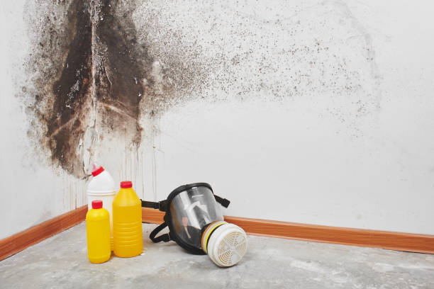 Best Crawl Space Mold Remediation in Riesel, TX
