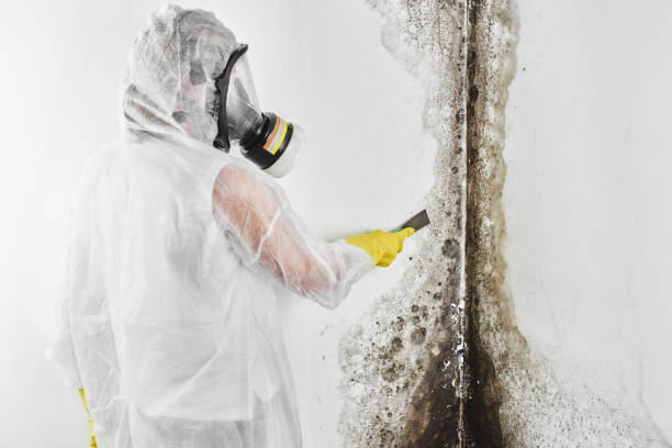 Best HVAC Mold Remediation in Riesel, TX