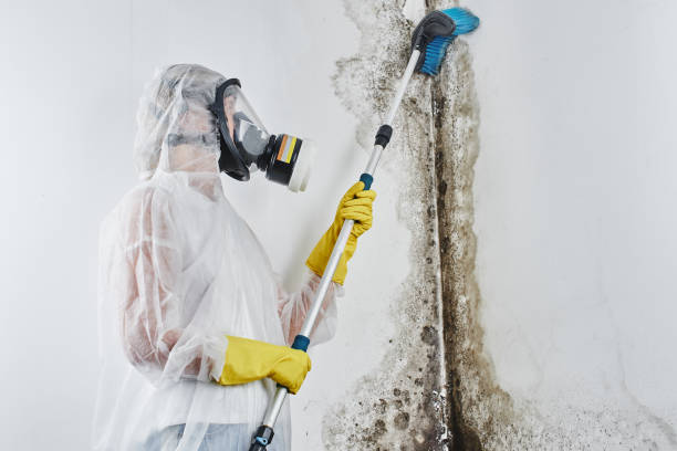 Best Insurance-Related Mold Remediation in Riesel, TX