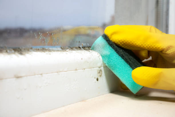 Best Preventive Mold Services in Riesel, TX