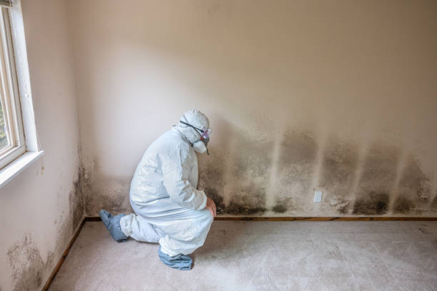 Best Residential Mold Remediation in Riesel, TX