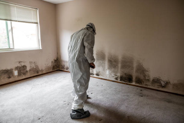 Best Mold Testing and Inspection Services in Riesel, TX