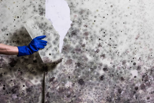 Best White Mold Remediation in Riesel, TX